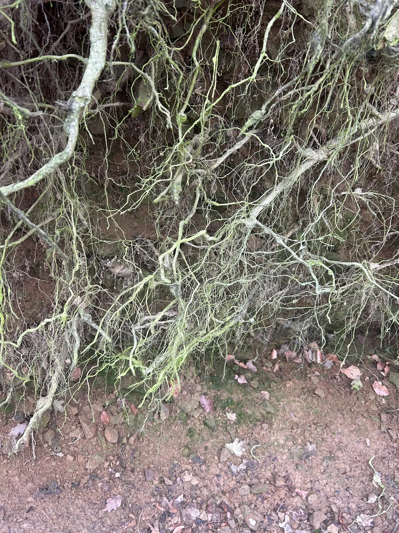 Rootliving